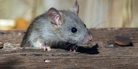 Ilustrasi Tikus