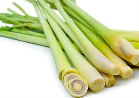 Ilustrasi semut di rumah. (dok. pexels.com/Asnida Riani)