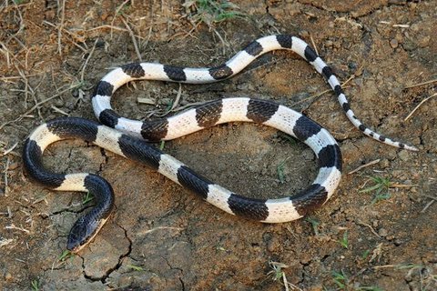 Penampakan bayi kobra leucistic monocled di Kebun Binatang Planet Exotica, Royan, Prancis, Rabu (31/1). Minggu lalu, seekor induk betina melahirkan 13 kobra leucistic monocled. (AFP PHOTO/MEH