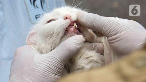 Kucing warna oranye cenderung dikaitkan pada perilaku ramah (dok. Pexels/Pixabay/Brigitta Bellion)