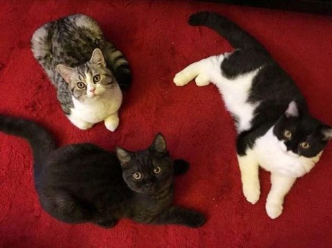 Kucing warna oranye cenderung dikaitkan pada perilaku ramah (dok. Pexels/Pixabay/Brigitta Bellion)