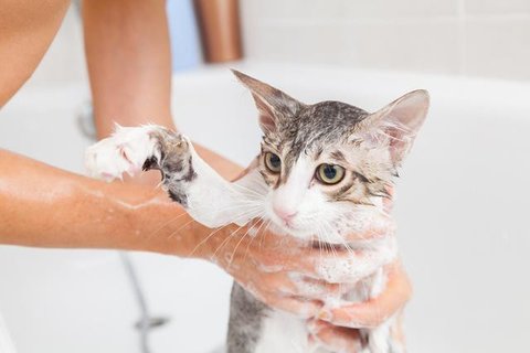 Kucing warna oranye cenderung dikaitkan pada perilaku ramah (dok. Pexels/Pixabay/Brigitta Bellion)