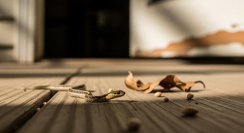 Jenis Anakan Ular yang Berbahaya (Photo by Shardar Tarikul Islam via Pexels)