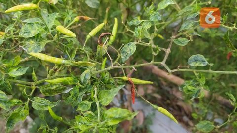 Ide Kebun Sayur di Balkon Rumah (AI)