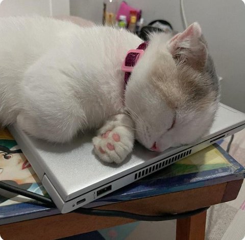 Potret Kucing Tidur hingga Duduk di Atas Laptop. (Sumber: Twitter/@arunasahi dan Twitter/@chimpiclub)