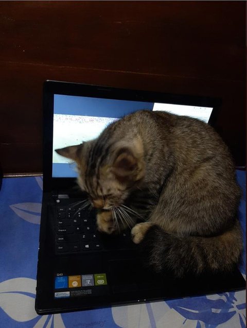 Potret Kucing Tidur hingga Duduk di Atas Laptop. (Sumber: Twitter/@arunasahi dan Twitter/@chimpiclub)