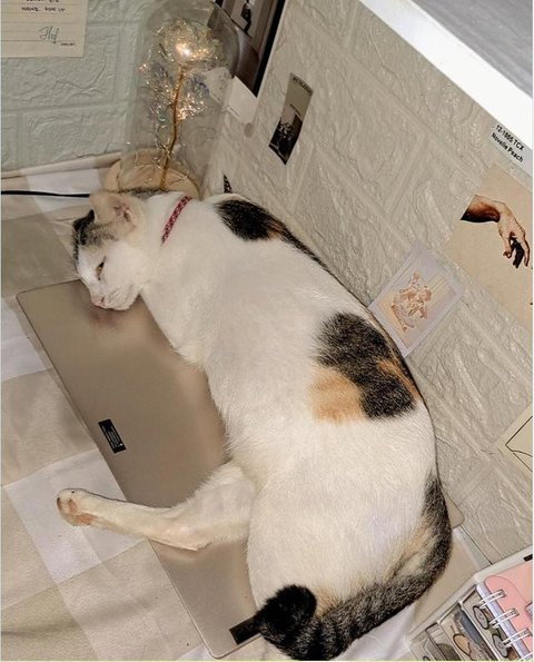Potret Kucing Tidur hingga Duduk di Atas Laptop. (Sumber: Twitter/@arunasahi dan Twitter/@chimpiclub)