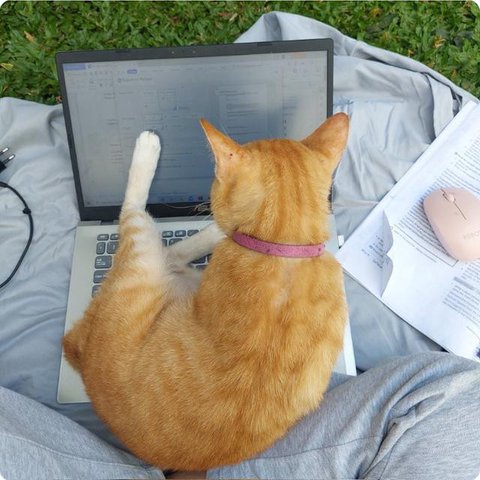 Potret Kucing Tidur hingga Duduk di Atas Laptop. (Sumber: Twitter/@arunasahi dan Twitter/@chimpiclub)