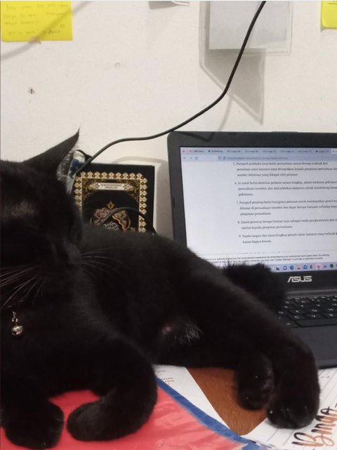 Potret Kucing Tidur hingga Duduk di Atas Laptop. (Sumber: Twitter/@arunasahi dan Twitter/@chimpiclub)