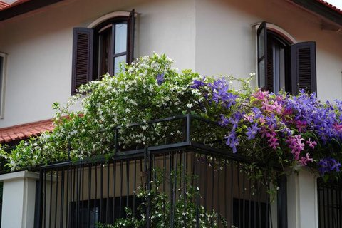 Model Tampak Depan Rumah Minimalis Asri dengan Tanaman Rambat. Foto: