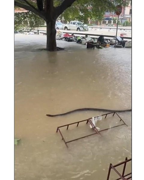 Ular terlihat di banjir Thailand. [X: @joe_black317 via South China Morning Post]