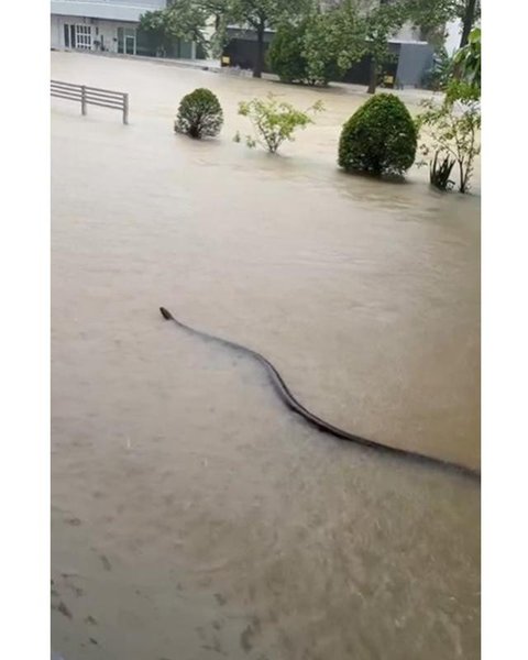 Ular terlihat di banjir Thailand. [X: @joe_black317 via South China Morning Post]