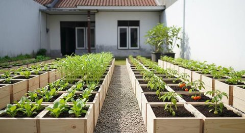Ide Kebun Sayur Minimalis Belakang Rumah Modal Rp 300 Ribu/AI
