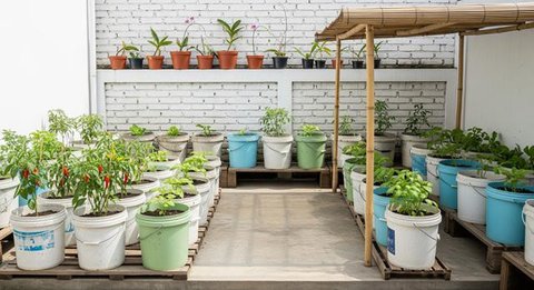 Ide Kebun Sayur Minimalis Belakang Rumah Modal Rp 300 Ribu/AI