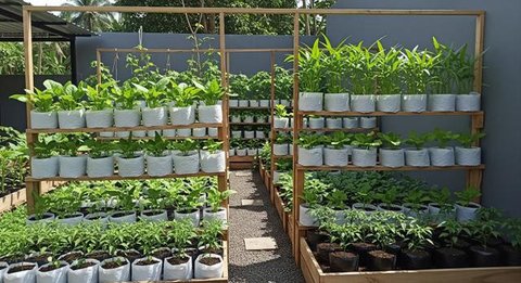 Ide Kebun Sayur Minimalis Belakang Rumah Modal Rp 300 Ribu/AI