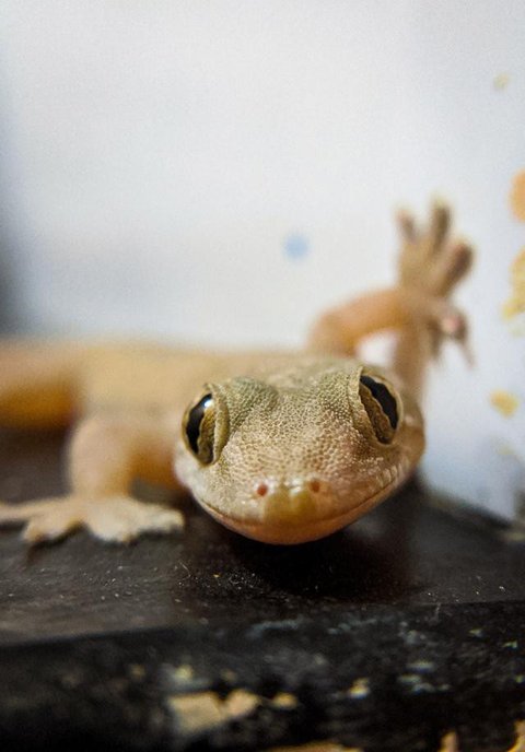 Ilustrasi cicak atau Hemidactylus frenatus (Wikimedia Commons)