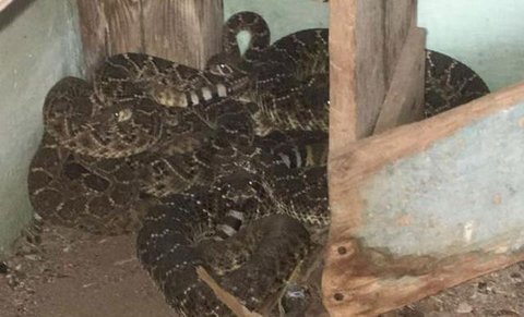 Ilustrasi sarang atau lubang ular. [Foto: Gemini]