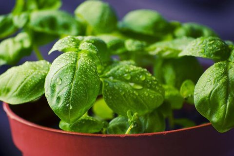 Daun basil dan oregano. (Via: ramboproducts.com)