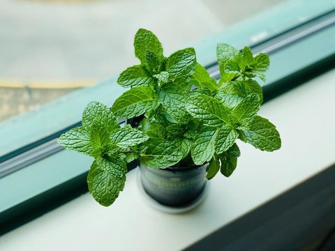 Daun basil dan oregano. (Via: ramboproducts.com)