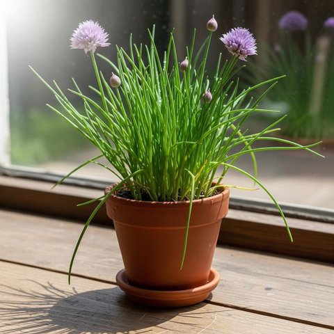 Daun basil dan oregano. (Via: ramboproducts.com)