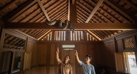 Ular Piton di Plafon Rumah