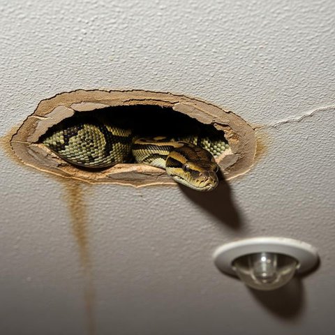 Ular Piton di Plafon Rumah