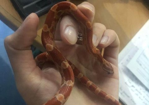Ular jagung yang ditemukan oleh Kasia. (Liputan6/RSPCA)