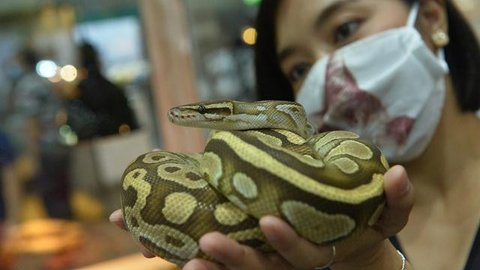 Ular jagung yang ditemukan oleh Kasia. (Liputan6/RSPCA)