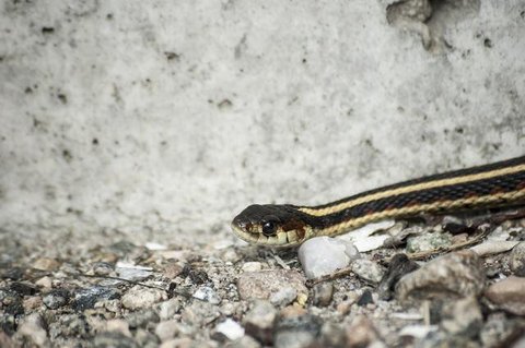 Ular jagung yang ditemukan oleh Kasia. (Liputan6/RSPCA)