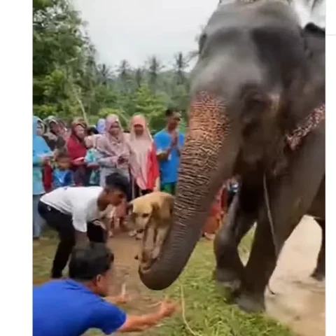 Viral! Video AI Hewan Saling Menolong di Tengah Banjir Bikin Warganet Tersentuh