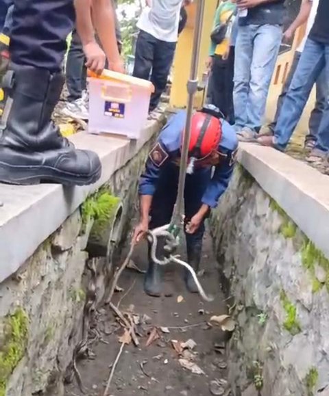 Ilustrasi ular sanca/credit: pexels.com/Diego