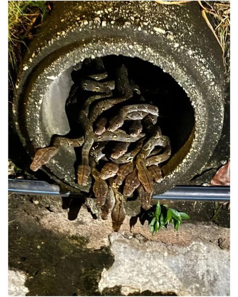 Ilustrasi ular sanca/credit: pexels.com/Diego