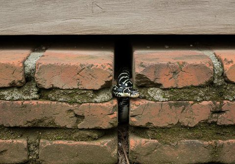 5 Potret Perjuangan Petugas Damkar Evakuasi Ular Masuk Rumah, Penuh Totalitas (Dinas Pemadam Kebakaran Kota Surabaya)