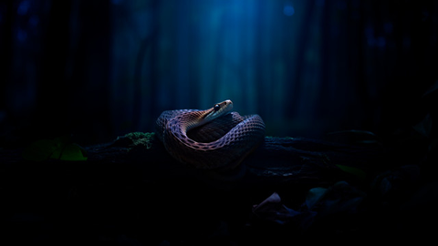 Suara ular pada malam hari (Foto: Reve Art AI)