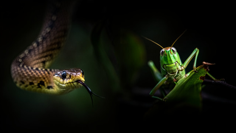 Suara ular pada malam hari (Foto: Reve Art AI)