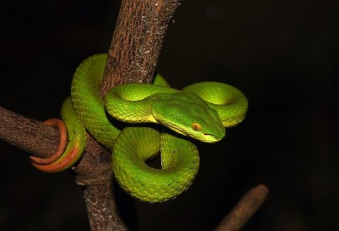 Ular Hijau/Pucuk (Trimeresurus albolabris). Foto: Wikimedia