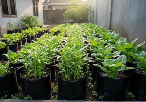 Desain Kebun Sayur Rumahan untuk Kangkung dan Bayam (Sumber: gemini.com)