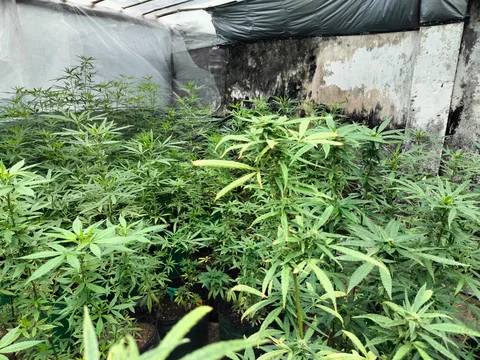 Polisi Gerebek Rumah Kontrakan di Jombang Disulap Jadi Kebun Ganja