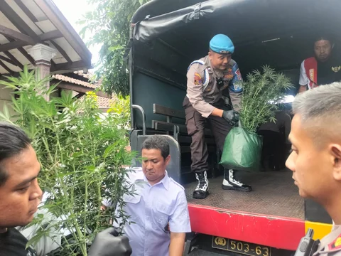 Polisi Gerebek Rumah Kontrakan di Jombang Disulap Jadi Kebun Ganja