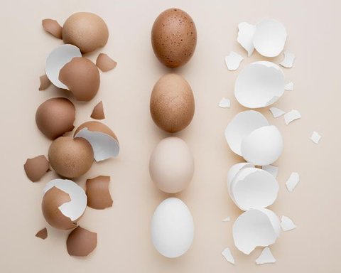 Cangkang Telur