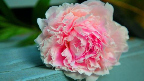 Peony sebagai bunga kemakmuran yang menjadi simbol cinta yang manis