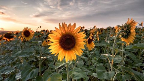 Ilustrasi Bunga Matahari Merunduk