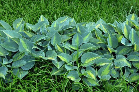 Bentuk tamana hosta.