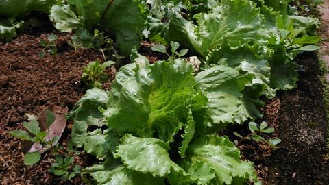 Ide Kebun Mini Rumah yang Menjaga Ketersediaan Sayur Selama Minggu Model Kebun di Balkon/ Ilustrasi AI