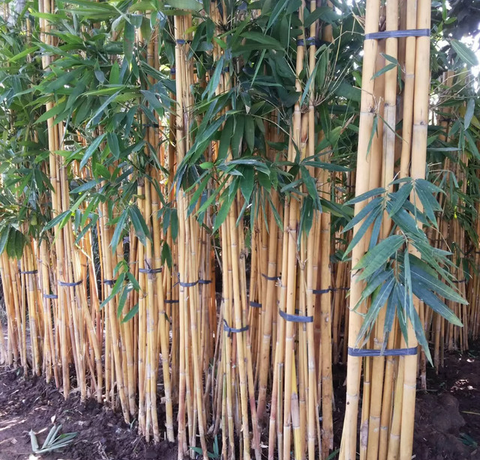 Jenis Tanaman Kebun Mini yang Sebaiknya Tidak Ditanam Dekat Rumah (Foto: RS Meuraxa))