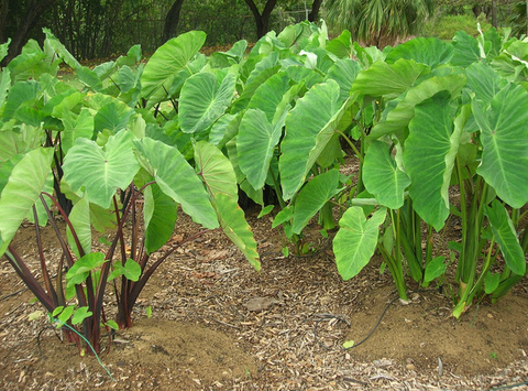 Jenis Tanaman Kebun Mini yang Sebaiknya Tidak Ditanam Dekat Rumah (Foto: RS Meuraxa))