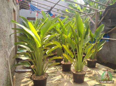 Jenis Tanaman Kebun Mini yang Sebaiknya Tidak Ditanam Dekat Rumah (Foto: RS Meuraxa))