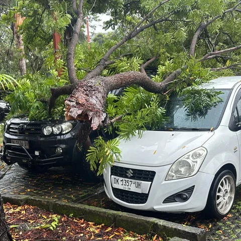 Pohon Tumbang di Bali