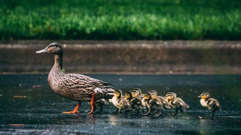 Ilustrasi Bebek