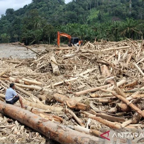 Kayu gelondongan besar terbawa arus banjir di Sumatera. (Antara)